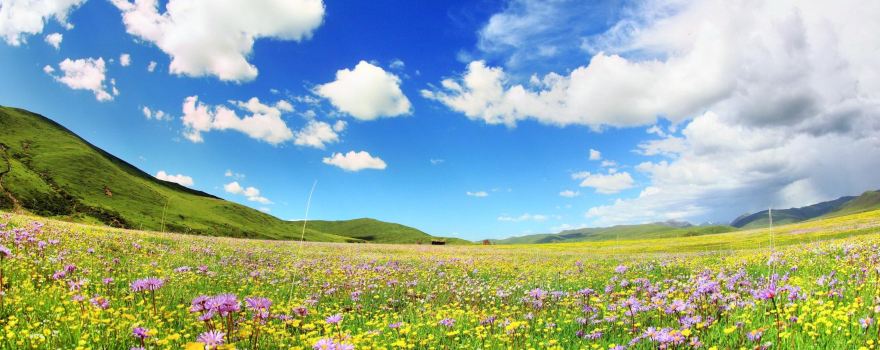 Flower Sea
