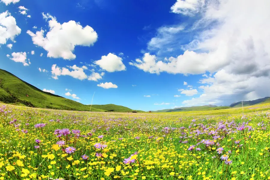 俄麼塘花海景區