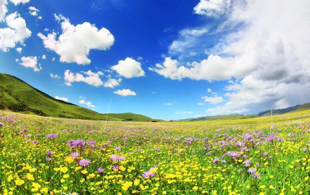 Emotang Flower Sea Scenic Area