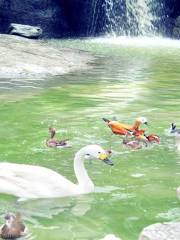 World of Birds, Chengdu