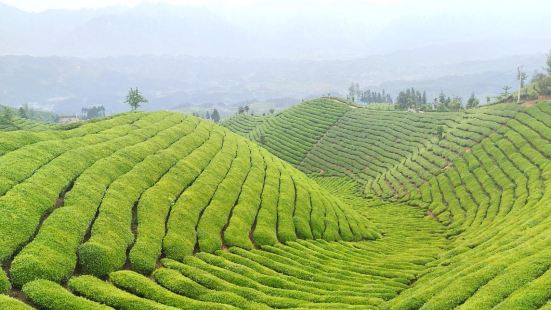 這片茶園曾被入選&ldquo;中國三十座最美茶園&rdquo