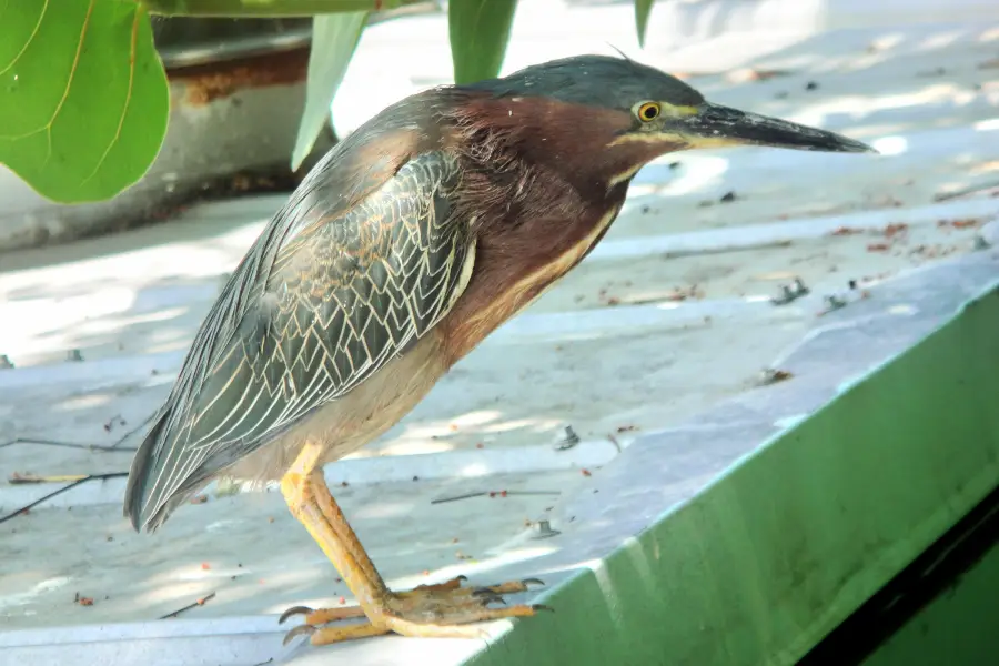 Key West Aquarium