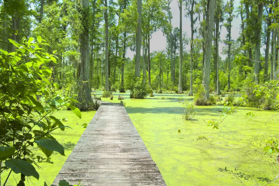 Cypress Gardens