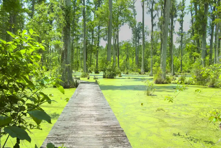 Polk County