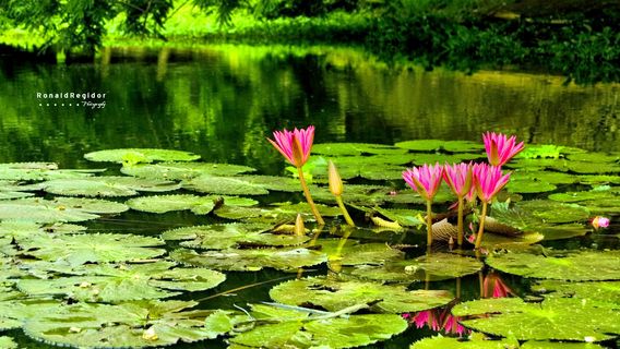 Ninoy Aquino Parks and Wildlife Center