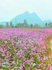 Xianxi Flower Gallery