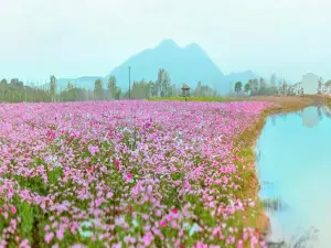 Xianxi Flower Gallery