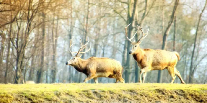 エゾジカ大きな角直接取りに来れる方限定❗️