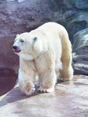 モスクワ動物園