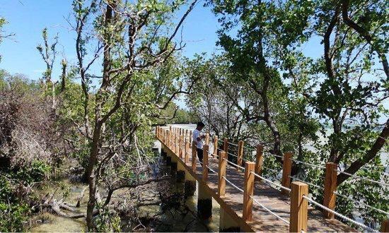 Mangrove Nursery