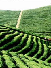 Lingbei Town Tea Plantation