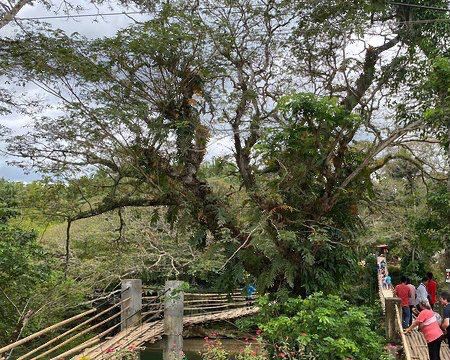 Bamboo Hanging Bridge