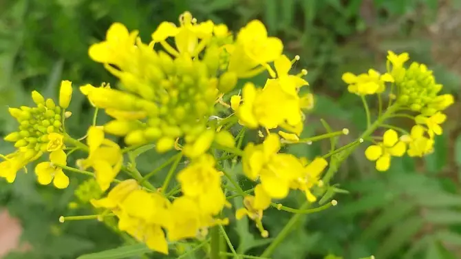 玉祖爾村