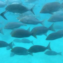 Oceanwild cafe and Prawnsales.com User Photo