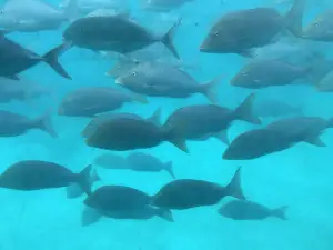 Oceanwild cafe and Prawnsales.com
