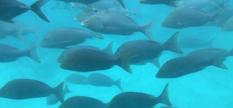Oceanwild cafe and Prawnsales.com