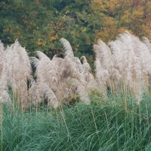 神代植物公園