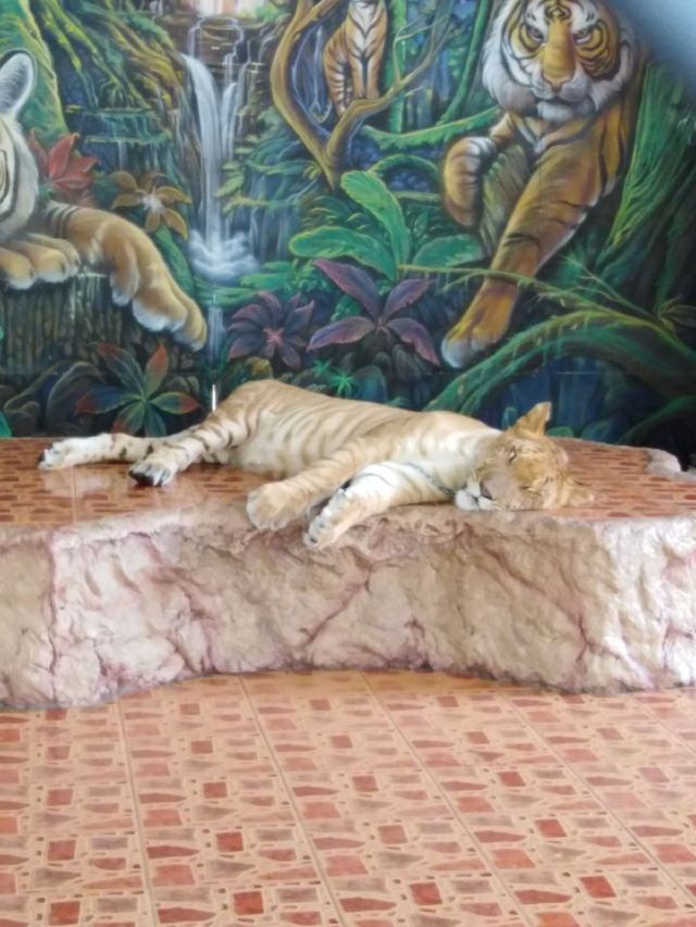 是拉差龍虎園