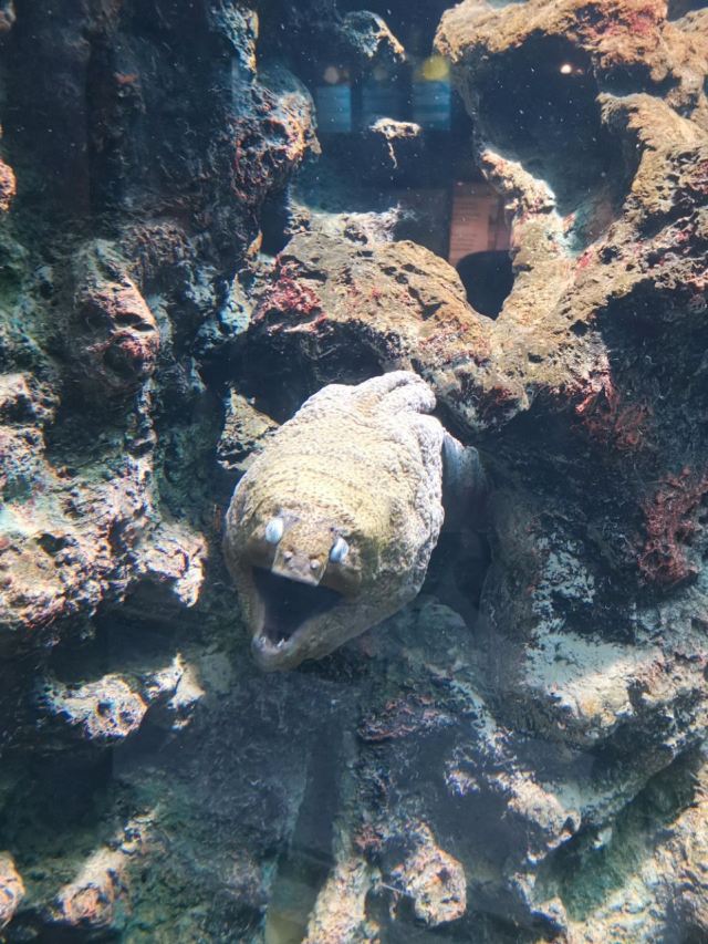 Phuket Aquarium