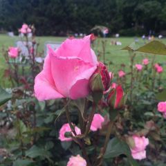 Rosengarten User Photo