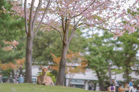 日本京都+奈良+金閣寺+伏見稻荷大社+奈良公園一日遊