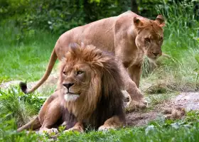 ブロンクス動物園