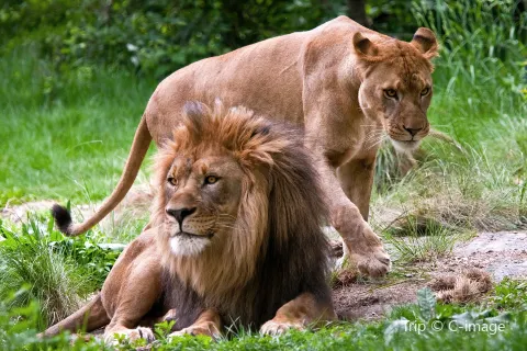 Bronx Zoo