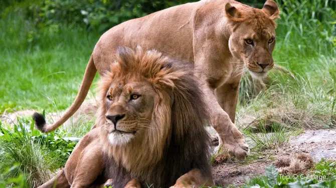 1_Bronx Zoo
