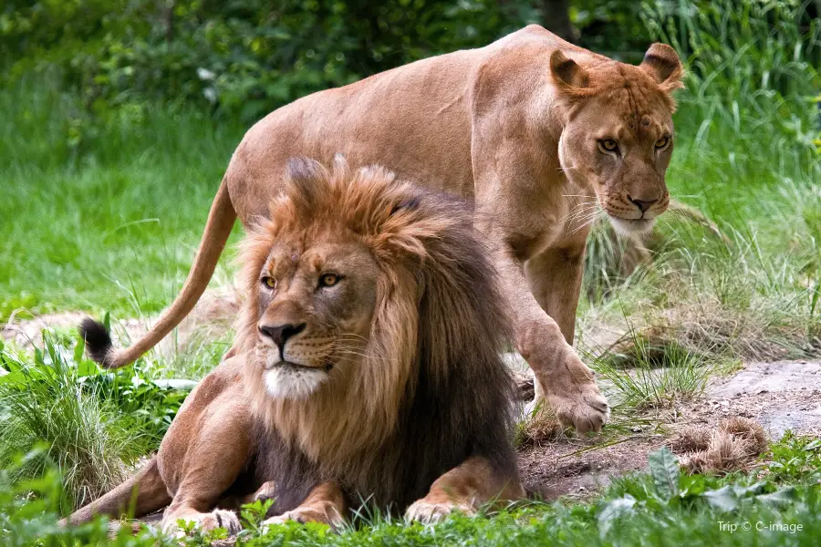 Zoológico del Bronx