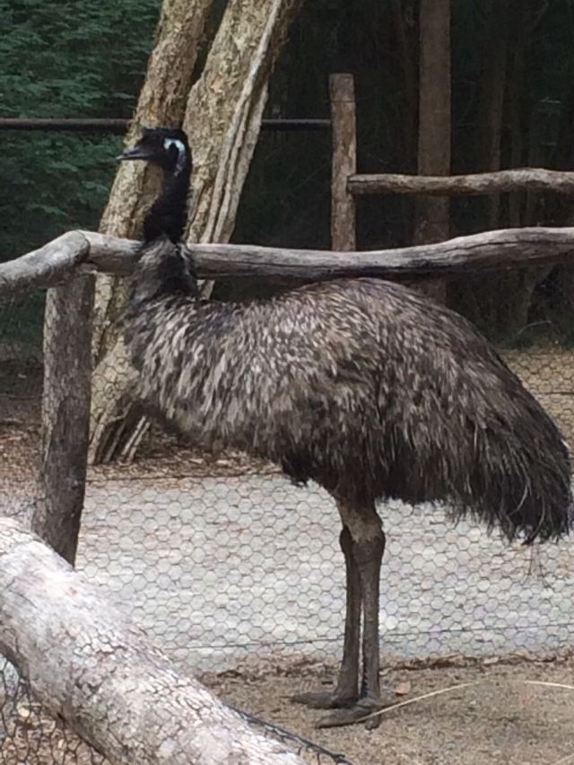 巴拉瑞特野生動物園