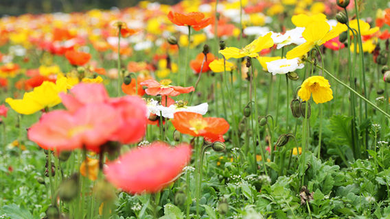 Silver City Flower Sea