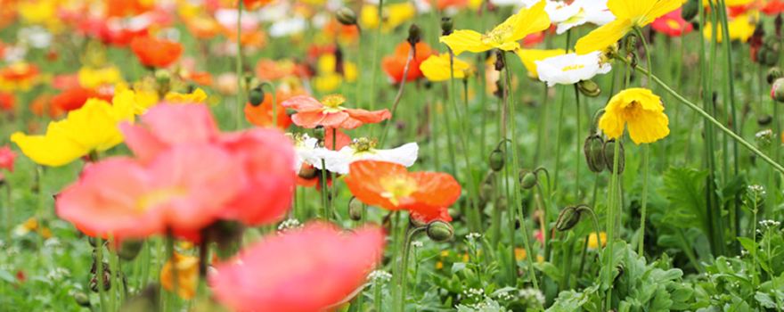 Silver City Flower Sea