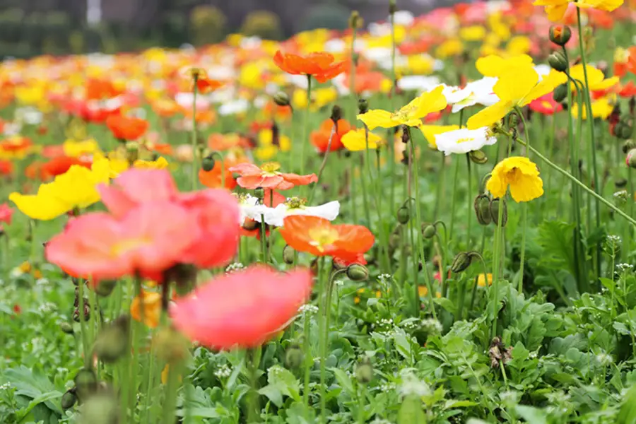 Silver City Flower Sea