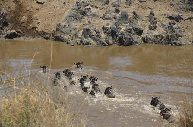 Mara River