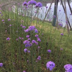 菌齐彩菇 User Photo