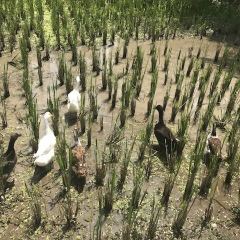 Bebek Bengil Ubud User Photo