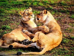Zoo di Praga