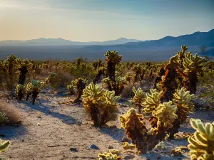 Joshua-Tree-Nationalpark