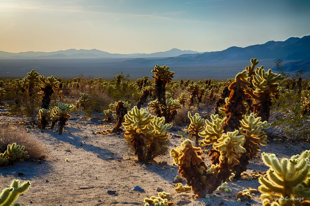 2_Joshua Tree National Park