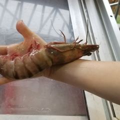 Qiang Shi Fu cenang Seafood Restaurant User Photo