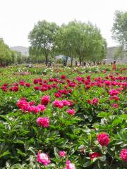 Luoyang International Peony Garden