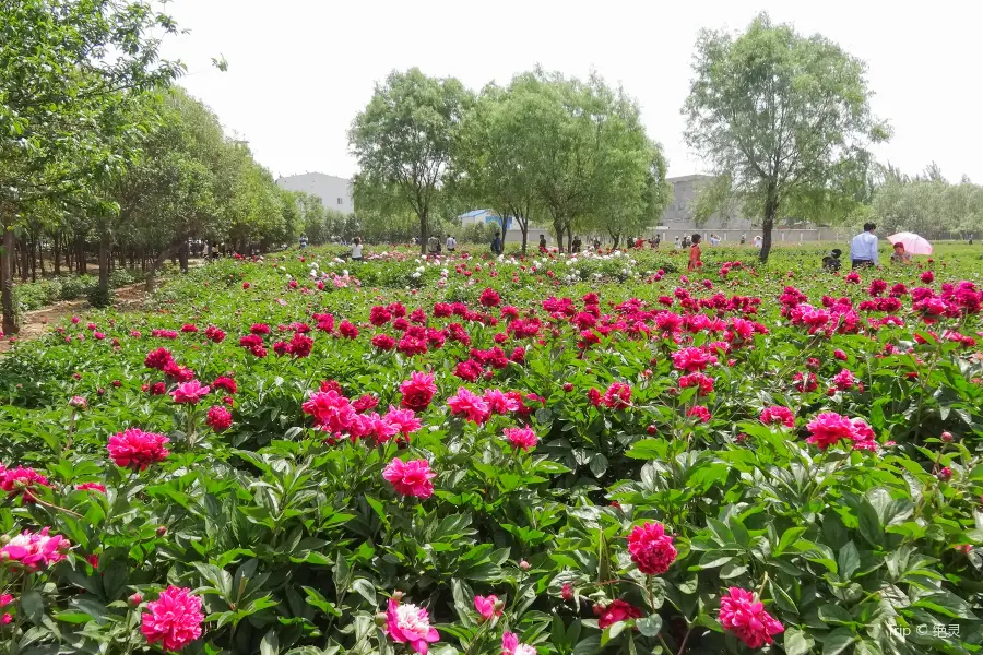 Luoyang International Peony Garden