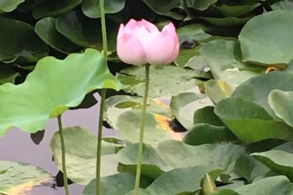 KEN DE JI SUI NING MO XIANG SU GUO DIAN