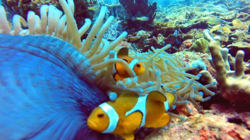 Sapi Scuba Diving
