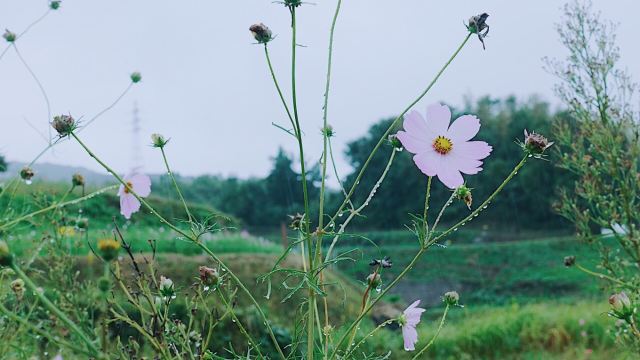 豐島美術館