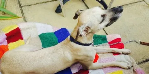 Apple Tree Tea Rooms