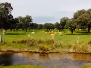 Bar El Niño