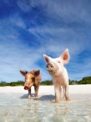 Pig Beach