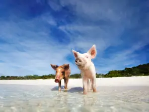 Pig Beach