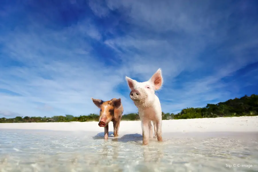 Pig Beach